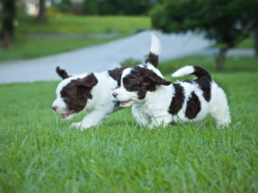 Brown and White Springerdoodle Puppies Playing on the Grass